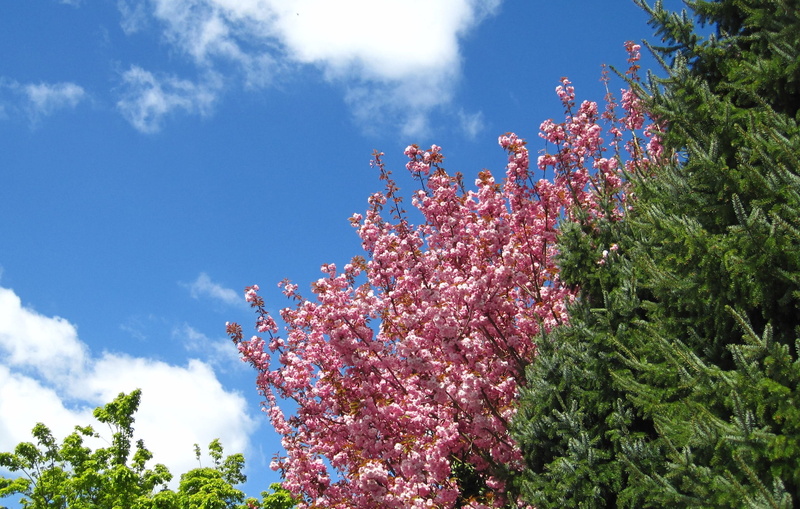 low angle view, outdoors, cloud - sky, flowering plant, garden, green and pink, blossom, sky, nature, beauty in nature, plant, growth, pink color, springtime