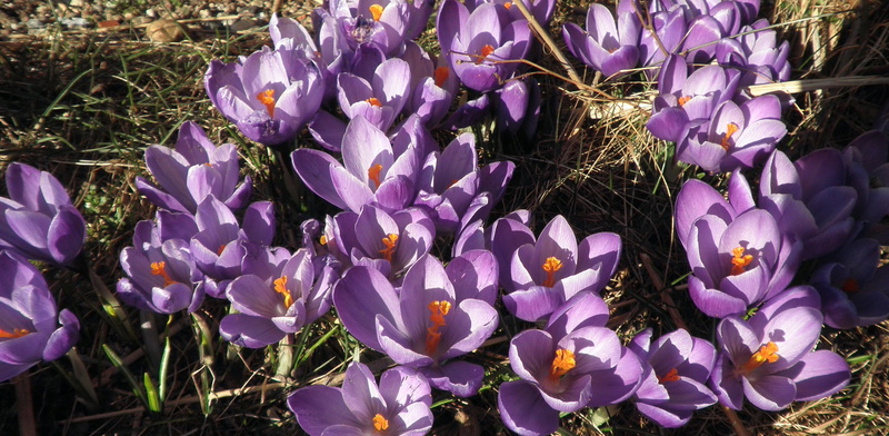 flowering plant, 2K, vulnerability, sunlight, no people, close-up, growth, nature, fragility, violet, purple, freshness, plant, outdoors, crocus, day