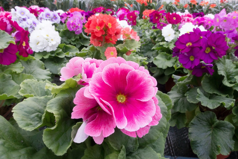 nature, close-up, no people, primrose varieties, growth, hybrid, spring, white, outdoors, vulnerability, flower head, flowerbed, greenhouse, petal, pink color