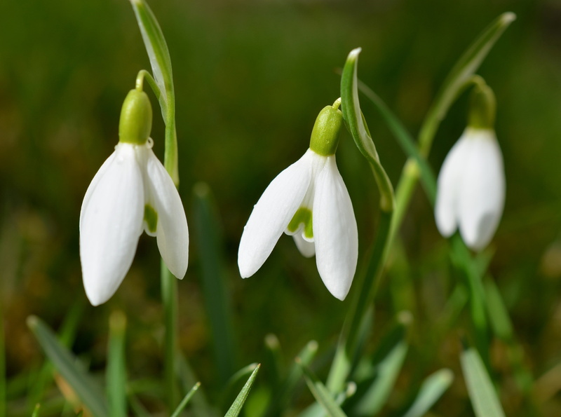 white color, signsofspring, snowdrop, Seasons, freshness, snowdrops, flower, green color, Blossom, growth, flowering plant, Nature, close-up, inflorescence