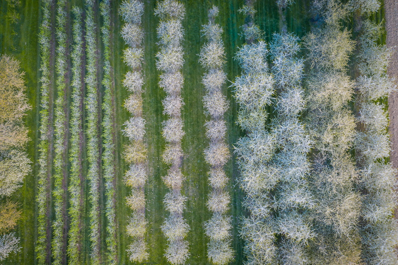 full frame, green color, sun, outdoors, field, landscape, land, no people, plant, flowers, bloom, textile, smell, grass, cherry blossom, pattern, ornamental cherry
