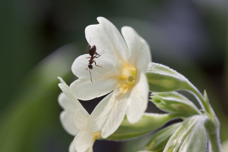 plant, insect, vulnerability, inflorescence, flowering plant, one animal, animal, springtime, freshness, beauty in nature, growth, spring, pollination
