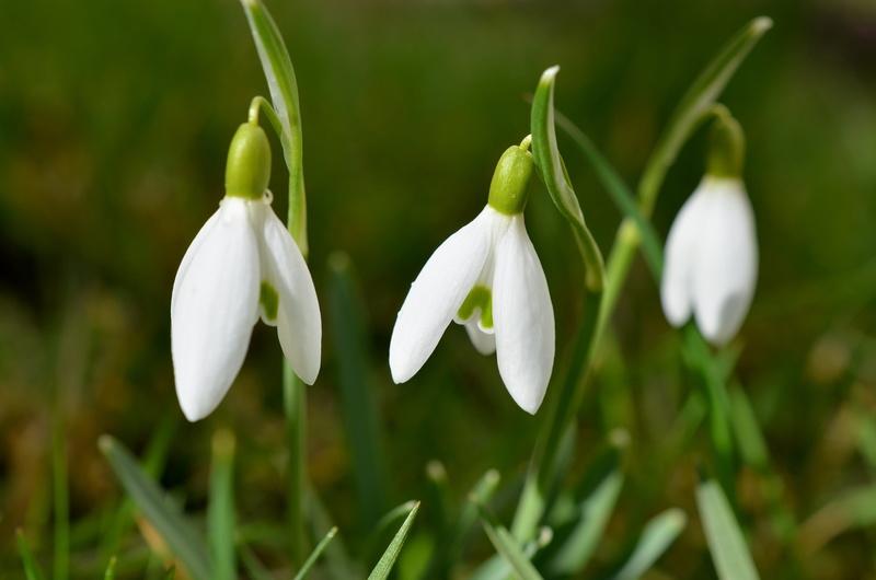 plant, plant stem, freshness, petal, lenz, flowers, flower, springtime, bloom, spring flower, flowering plant, fragility, inflorescence, blossom, close