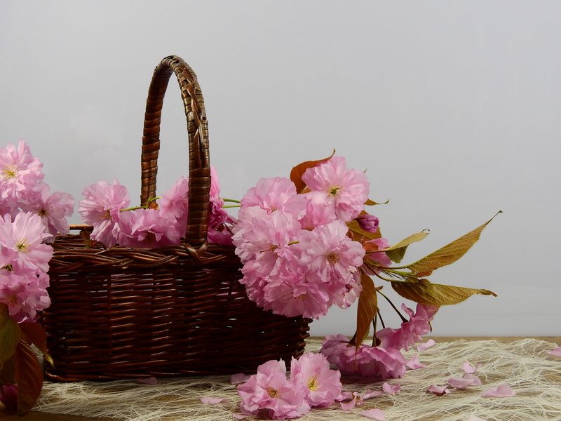 summer, lenz, 4K, indoors, flower head, beauty in nature, art and craft, creativity, no people, close-up, pink Color, flowers, flower, flowering plant