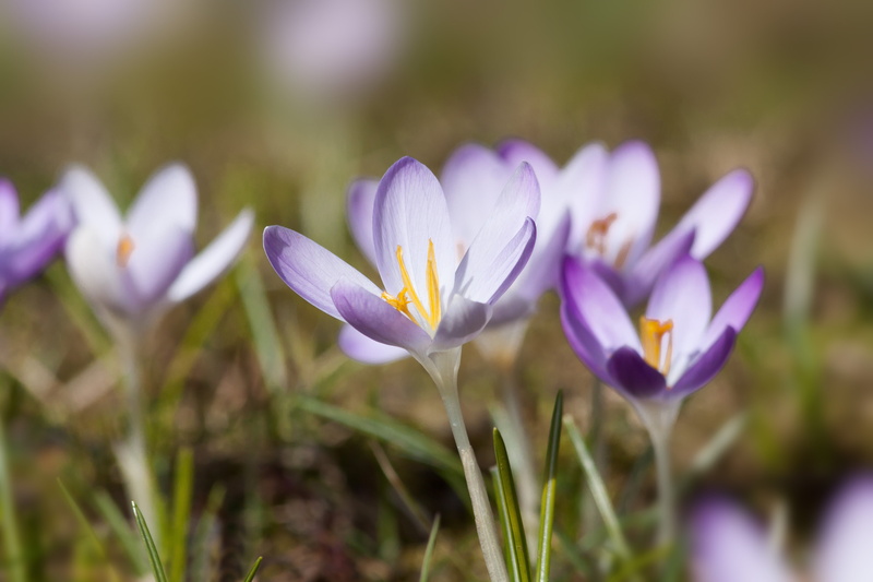flowering plant, frühlingsanfang, growth, 4K, season, violet, bloom, the beginning of spring, fragility, krokus hybrid, focus on foreground, crocus, freshness