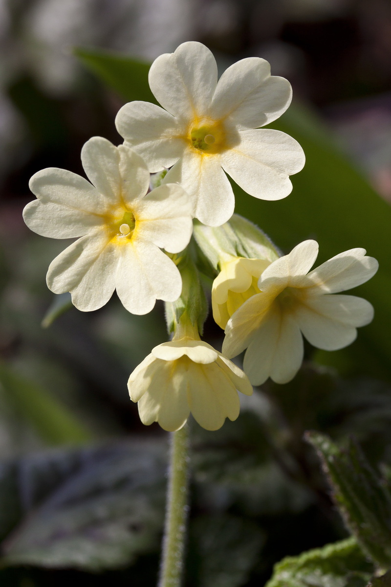 pollen, yellow, 4K, flower head, no people, high primrose, bloom, cowslip, outdoors, blossom, botany, fragility, inflorescence, close-up, harbinger of spring