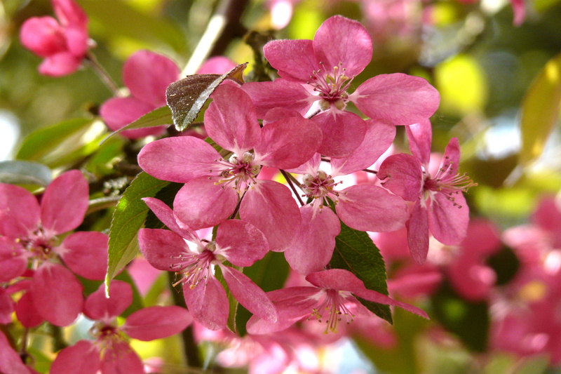 lenz, day, flowers, pink color, vulnerability, bloom, petal, animal wildlife, wild cherry, branches, blossom, pink flower, inflorescence, springtime, animals in the wild