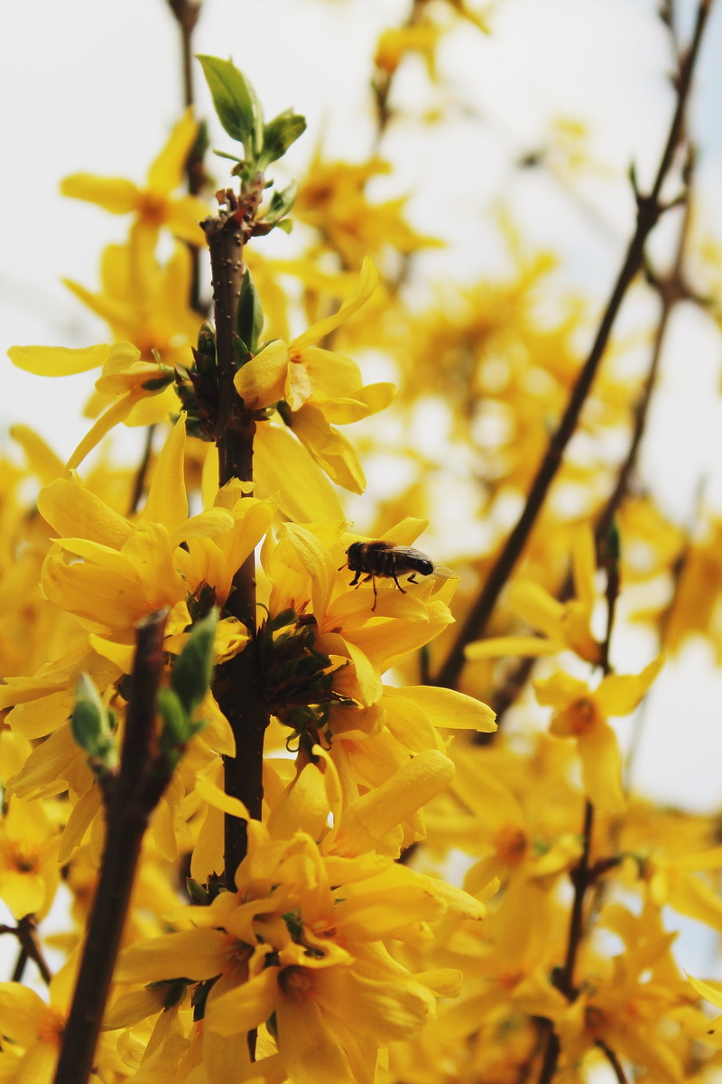 flower head, 2K, pollination, insect, spring awakening, stangeblueter, bud, lenz, animals in the wild, frühlingsanfang, easter bush, pollen, one animal