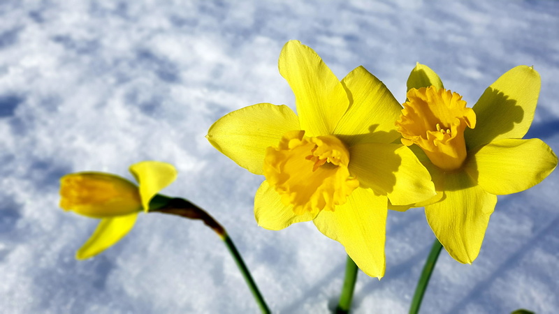freshness, 4K, beauty in nature, flowering plant, springtime, snow, iris - plant, flower head, spring, lenz, fragility, nature, yellow, daffodil, flower