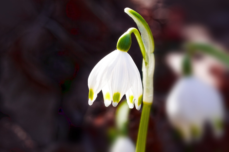 beauty in nature, lenz, flower head, flowers, 4K, no people, fragility, blossom, day, nature, bloom, plant stem, vulnerability, white color, outdoors