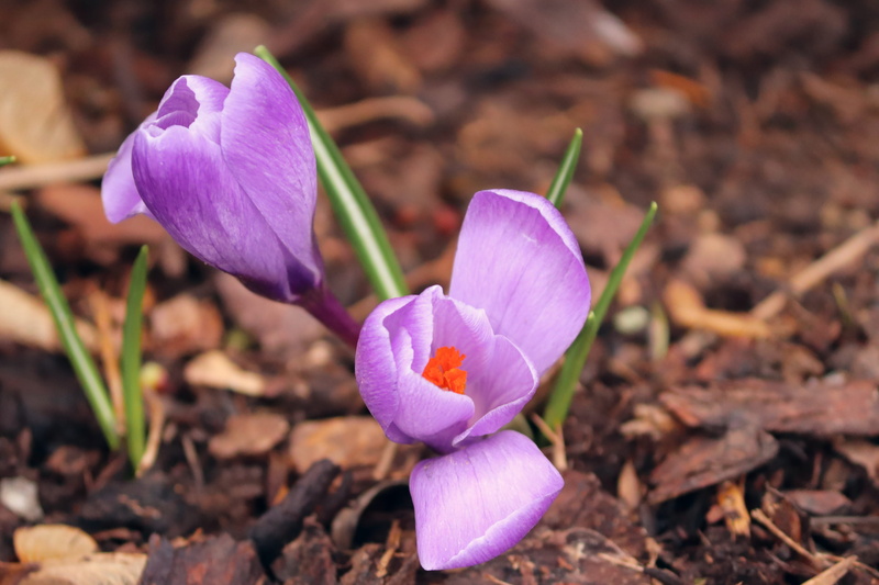 inflorescence, fragility, freshness, garden, focus on foreground, frühlingsanfang, field, crocus, close up, flower, outdoor, petal, flowers, harbinger of spring