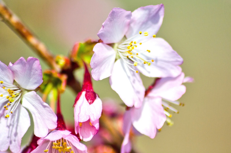 cherry, outdoors, plant, 4K, purple, cherry tree, nature, tender, early bloomer, close-up, signs of spring, bloom, lenz, wild cherry, growth, petal, spring