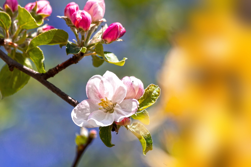 vulnerability, flower head, selective focus, beauty in nature, apple blossom, smell, inflorescence, outdoors, plant, flowers, blossom, no people, freshness