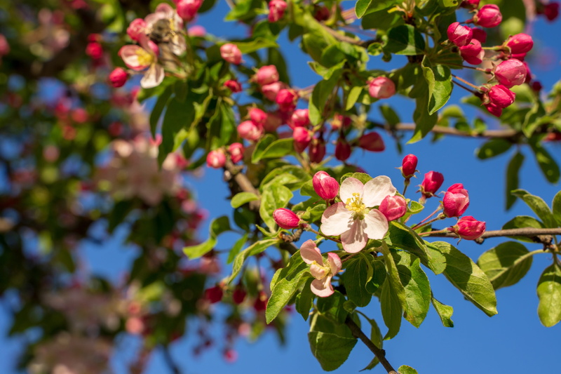 day, rowanberry, white, fruit, close-up, plant, nature, ripe, cherry blossoms, food and drink, focus on foreground, japanese, no people, bud, tree, leaf