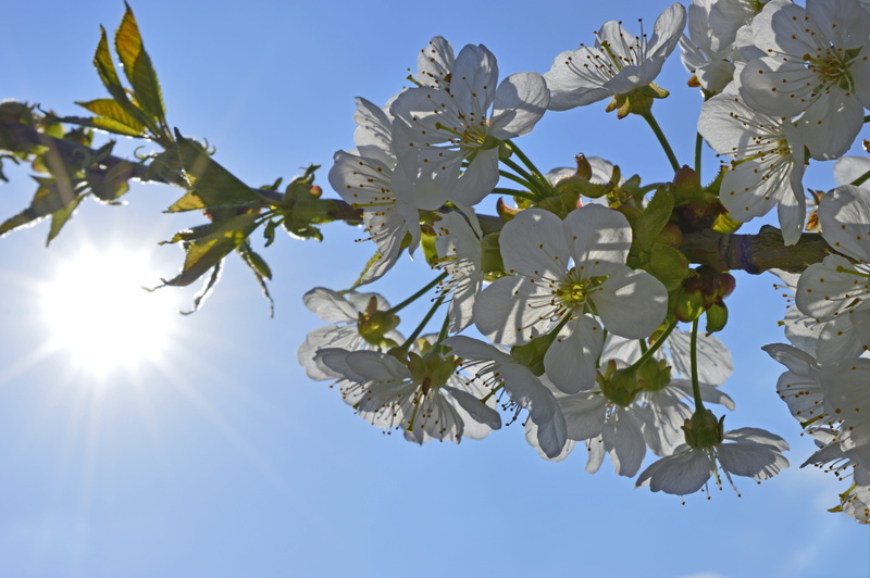 freshness, growth, plant, flowering twig, flower head, lenz, fragility, tree, sunbeam, cherry blossom, flowering plant, 5K, white, branch, bright, cherry