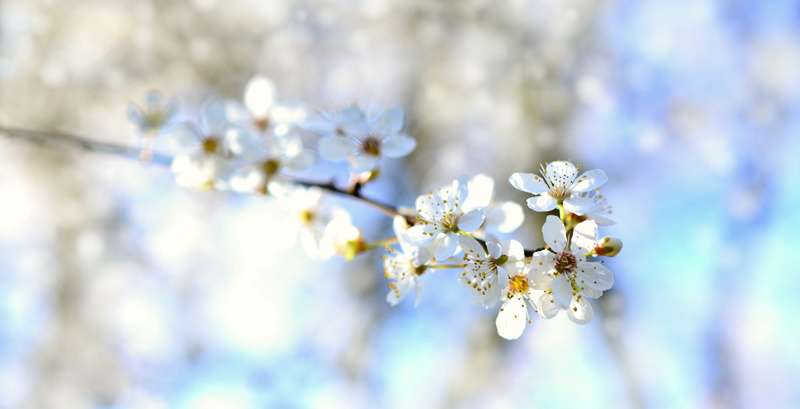 5K, close-up, outdoors, no people, spring, cherry blossom, close up, plant, tree, flower head, frühlingsanfang, growth, branch, flower, freshness, nature