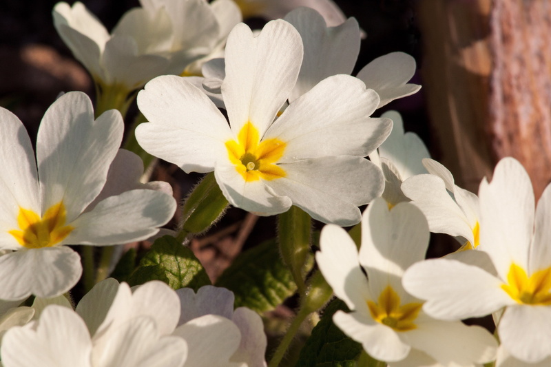 plant, growth, 4K, primula vulgaris hybrid, flowers, day, photo, lenz, flower head, vulnerability, primrose varieties, nature, springtime, closeup, no people