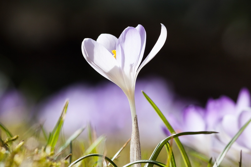 close-up, springtime, beauty In Nature, inflorescence, spring awakening, bloom, focus on foreground, outdoors, blossom, crocus, freshness, crocus candidus