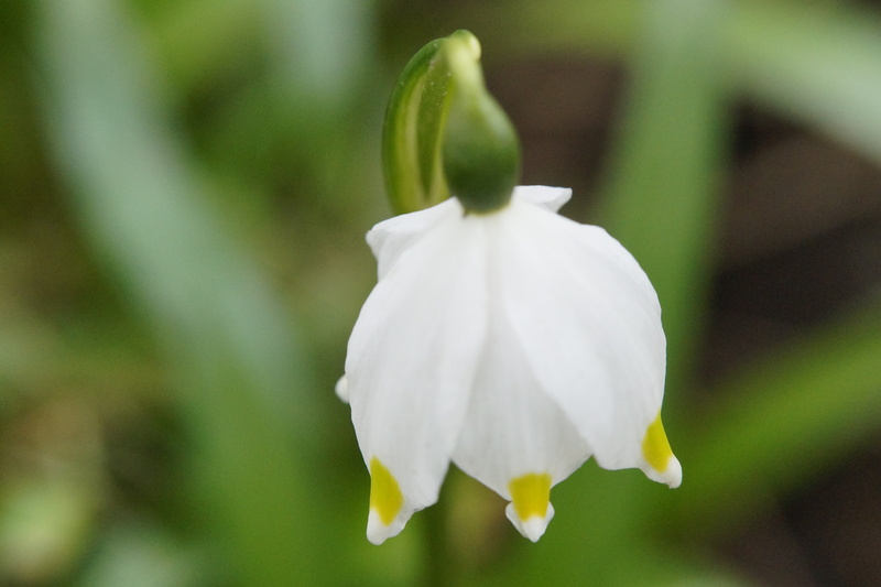 growth, fragility, blossom, focus on foreground, flower head, harbinger of spring, flower, inflorescence, plant, white, outdoors, calyx, purity, freshness