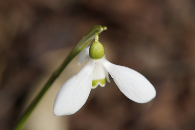 day, garden, 5K, march, close-up, spring, blossom, plant, flowering plant, white, bloom, freshness, nature, food, no people, selective focus, petal, beauty in nature