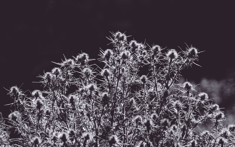 united kingdom, 4K, thistles, low angle view, black and white, illuminated, plant, close-up, tree, england, coniferous tree, focus on foreground, no people
