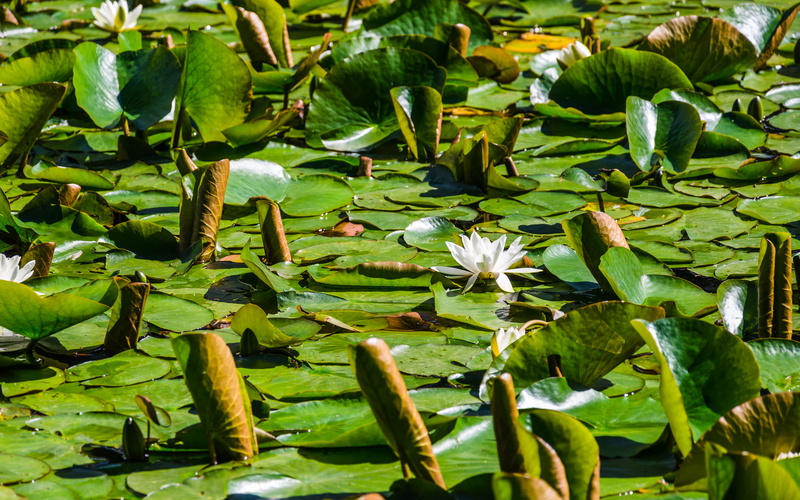 flower head, nature, flower, petals, abundance, water, lotus water lily, lily pads, united kingdom, close-up, fragility, beauty in nature, flora, water lily