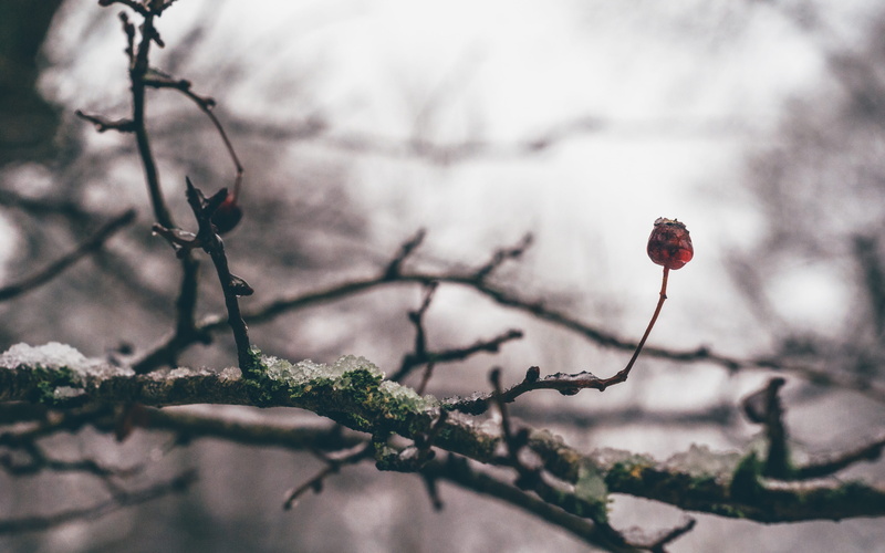 nature, freshness, endcliffe, flower, 4K, no people, growth, food, day, beauty in nature, outdoors, selective focus, tree, red, sheffield, food and drink