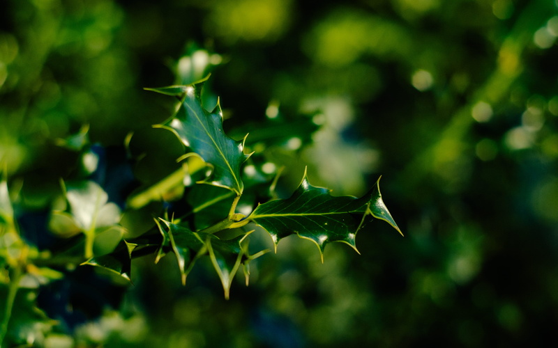 land, agriculture, close-up, england, green color, food, holly, united kingdom, leaf, beauty in nature, sunlight, tree, leaves, park, backgrounds, trees