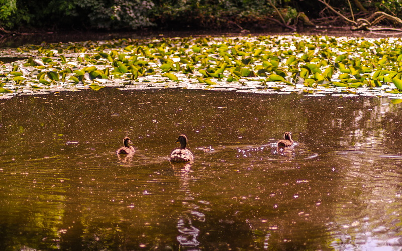 united kingdom, birds, ducks, animal themes, animals in the wild, young animal, gosling, sheffield, lily pads, animal wildlife, floating on water, nature