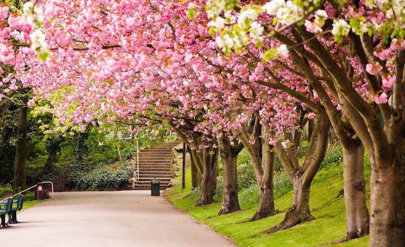 nature, bench, park bench, growth, park, blossom, footpath, flower, flowering plant, freshness, plant, england, cherry tree, springtime, Spring, fragility
