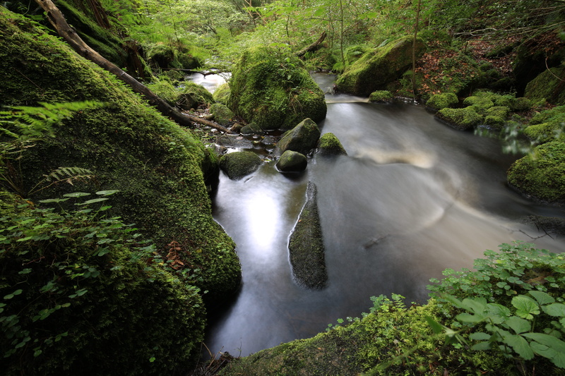 no people, water, green color, lush foliage, plant, motion, forest, united kingdom, land, beauty in nature, flowing water, flowing, scenics - nature, falling water