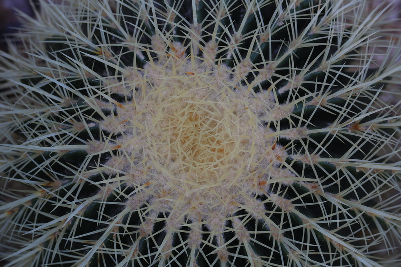 growth, 5K, indoors, succulent plant, barrel cactus, pattern, beauty in nature, day, sheffield, sharp, no people, tangled, united kingdom, nature, spiked