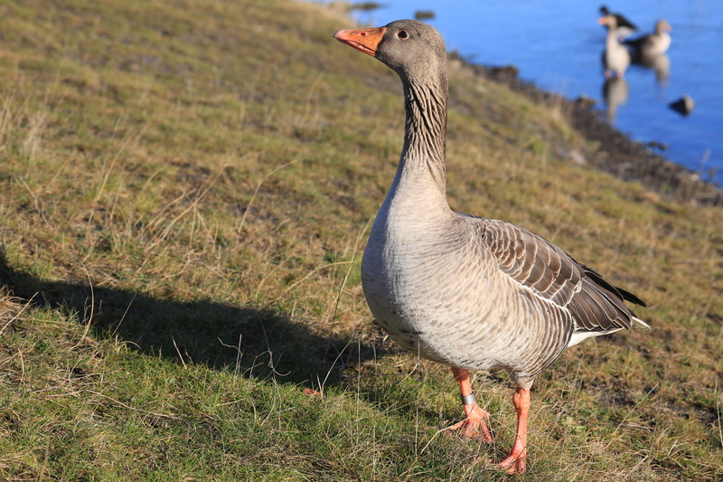united kingdom, plant, no people, goose, bird, vertebrate, grass, animal, outdoors, water bird, animal themes, 5K, animal wildlife, land, animals in the wild