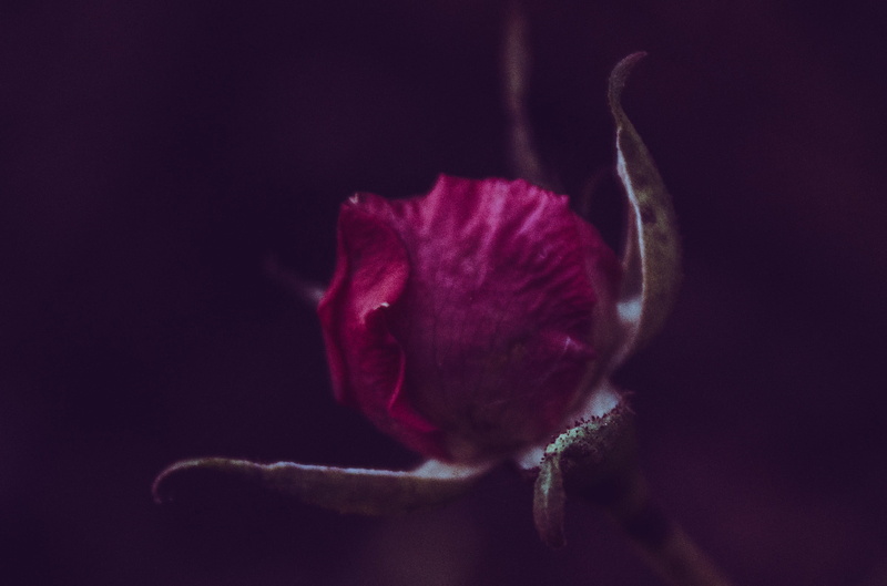 nature, no people, vulnerability, beauty in nature, indoors, selective focus, black background, flower head, studio shot, flower, sepal, freshness, inflorescence