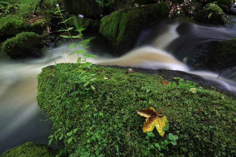 wyming brook, united kingdom, waterfall, beauty in nature, plant part, land, sheffield, flowing, motion, no people, outdoors, plant, river, moss, long exposure