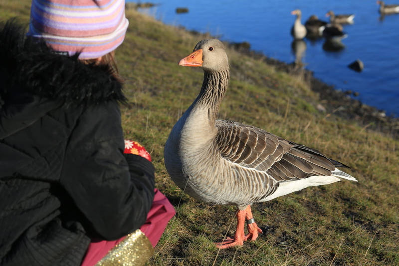 land, field, bird, goose, focus on foreground, one person, animals in the wild, orgreave close, real people, water bird, flock of birds, animal wildlife