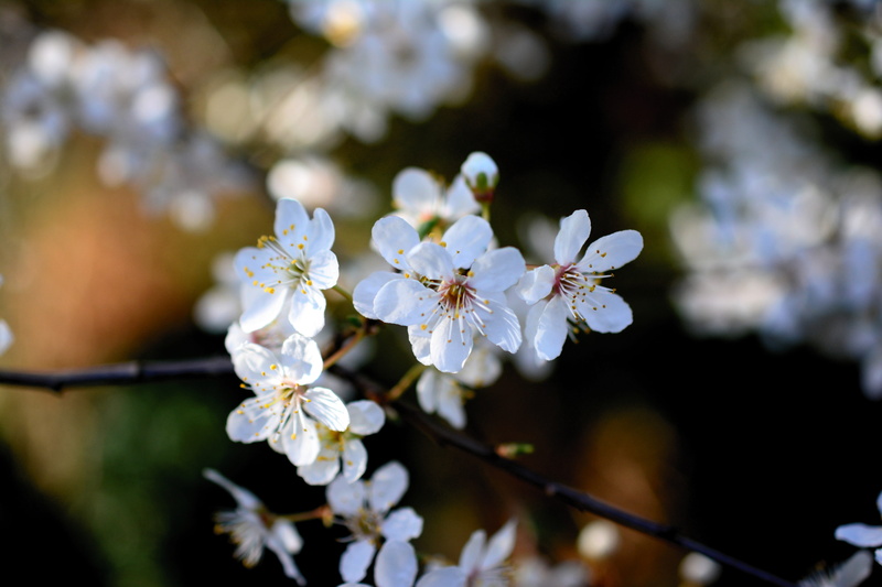 growth, cherry plum, bloom, vulnerability, flower head, cherry tree, petal, beauty in nature, freshness, white color, branch, focus on foreground, white