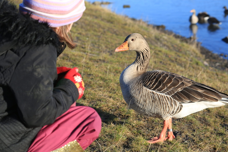 animal wildlife, bird, group of animals, greylag goose, land, goose, outdoors, united kingdom, side view, nature, water bird, two animals, focus on foreground