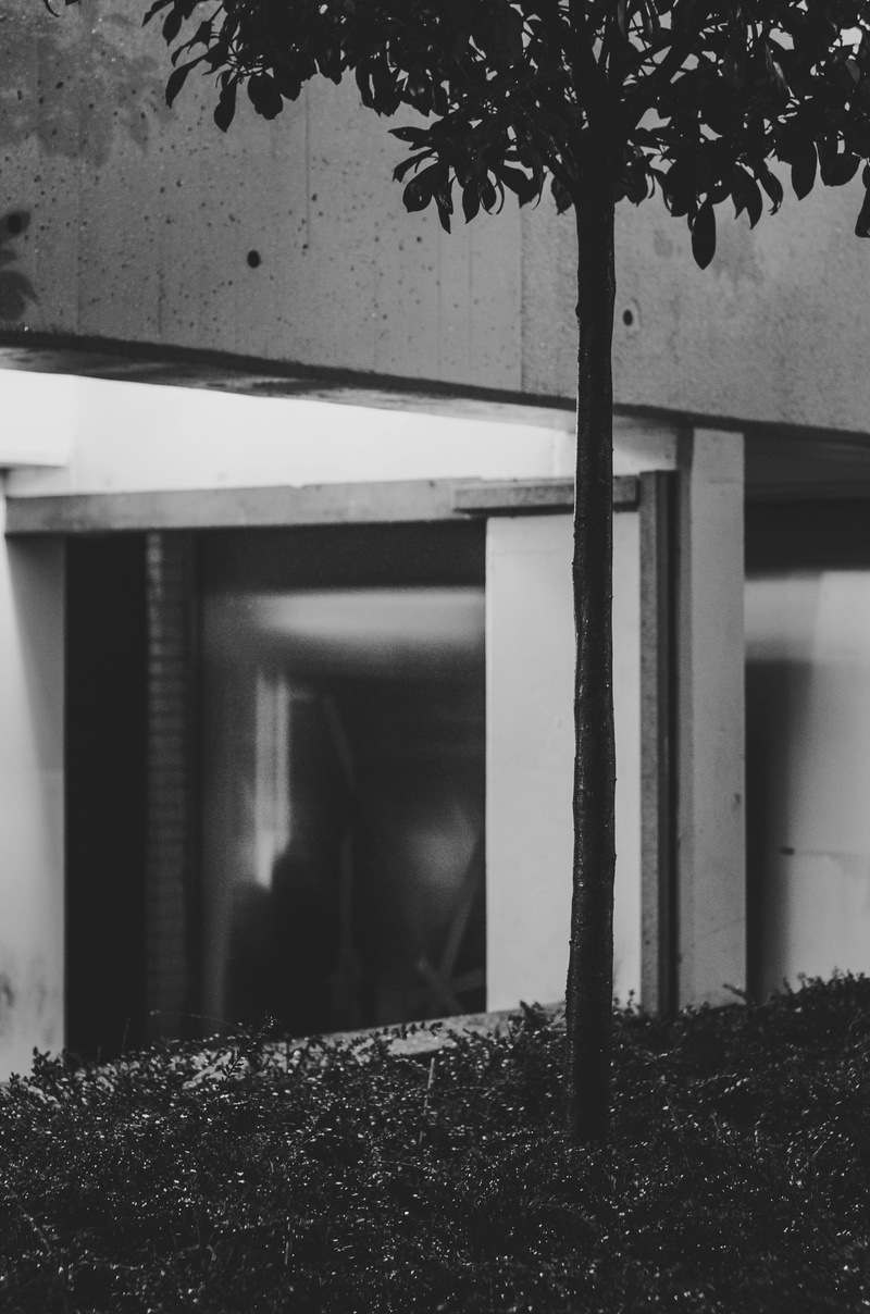 focus on foreground, leaf, 4K, tree trunk, abandoned, plant part, architecture, architectural column, built structure, urban, nature, building, brutalism