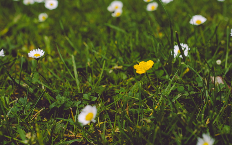 petal, flowering plant, inflorescence, growth, springtime, flower head, daisy, land, close-up, selective focus, vulnerability, park, yellow, 4K, beauty in nature
