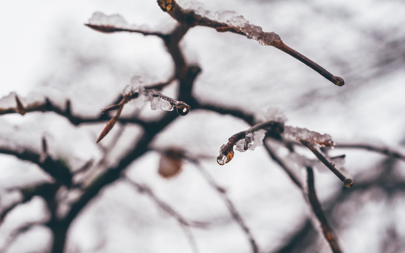 stick - plant part, dried, nature, cold temperature, frozen, united kingdom, branch, bare tree, twig, 4K, dry, close-up, outdoors, plant, selective focus