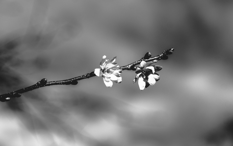 twig, united kingdom, 4K, outdoors, beauty in nature, springtime, plant, botany, freshness, day, inflorescence, flowers, pollination, winter, flora, close-up