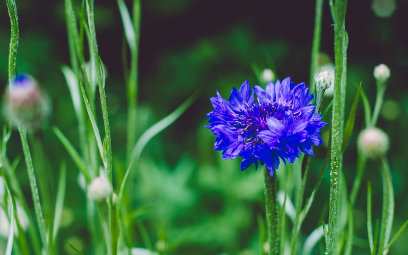 purple, fragility, chrysanthemums, green color, no people, petal, blue chrysanthemum, blue, park, 4K, freshness, united kingdom, nature, close-up, botany