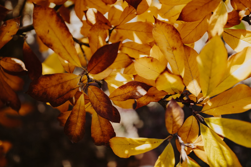 natural condition, orange color, autumn, brown, close-up, orange, 5K, plant part, tree, beauty in nature, leaf, outdoors, day, change, growth, plant, freshness
