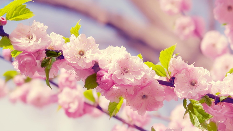 magnolia, flowers, 1080P, lovely, nature and landscapes, nature, spring