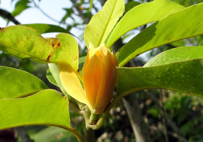 1080P, flower, freshness, day, growth, healthy eating, green color, plant part, focus on foreground, india, yellow, nature, plant, close-up, champa, fruit