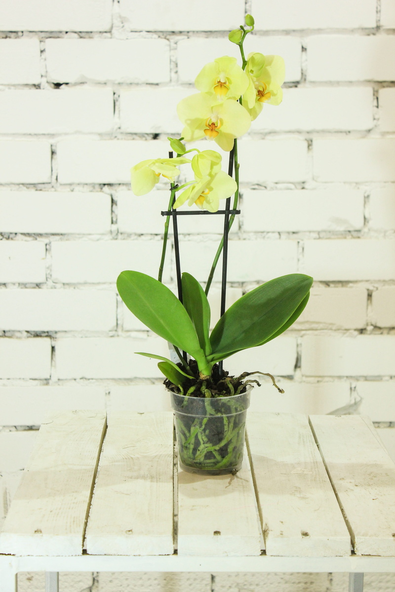 vase, leaf, white color, vulnerability, flowering plant, 5K, growth, flower head, no people, plant part, plant, nature, green color, summer, beauty in nature
