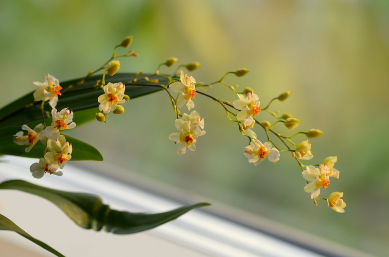 yellow, orchid, flower, background, branch, flowers, 1080P