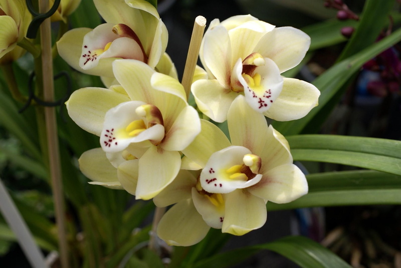 1080P, orchid, light, yellow, flowers, nature and landscapes, nature