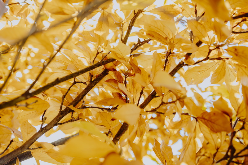 leaf, food and drink, still life, backgrounds, plant, change, full frame, food, healthy eating, orange, close-up, selective focus, magnolia, leaves, autumn